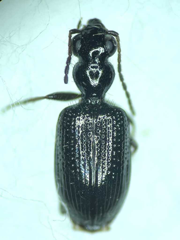 Euphorticus
