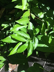Cinnamomum burmanni
