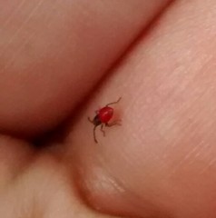 Pentatomomorpha