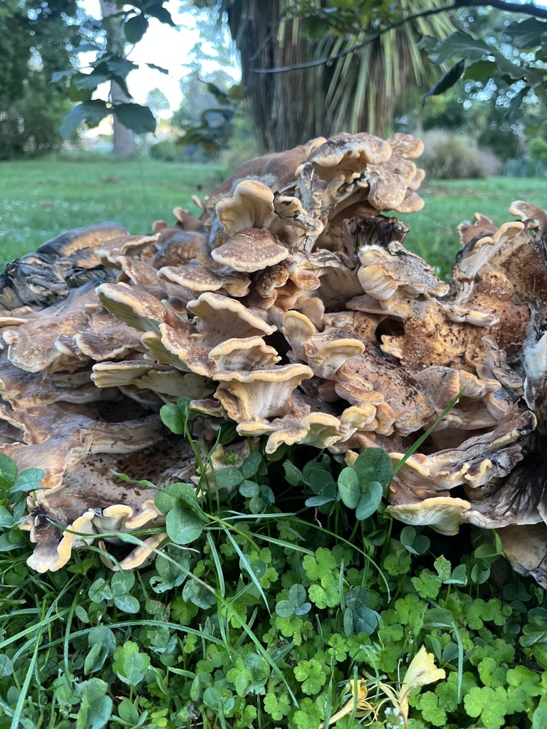 Meripilus giganteus · February 2025 · photo: © btforester (iNaturalist, cc-by)