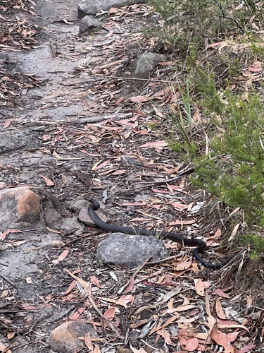 Eastern Brown Snake sighting