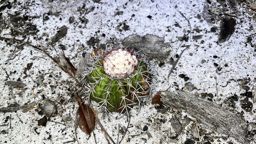Melocactus violaceus