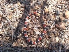 Micruroides euryxanthus