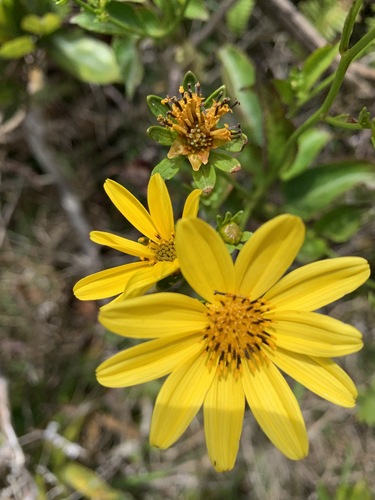 Bidens valida observed 2020-06-23