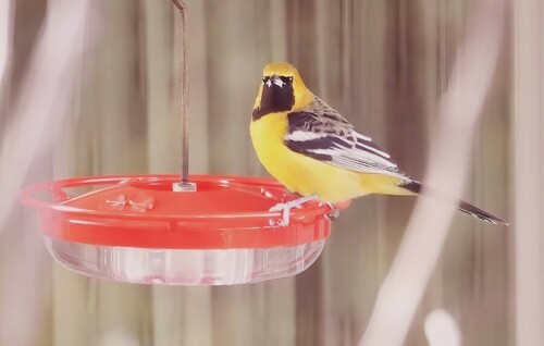 Hooded Oriole, Cowichan Valley, BC, Canada, photo 10 of 10