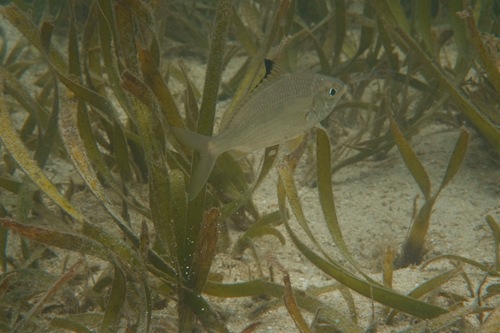 Blacktip mojarra (Gerres oyena) — Gerreidae — 5