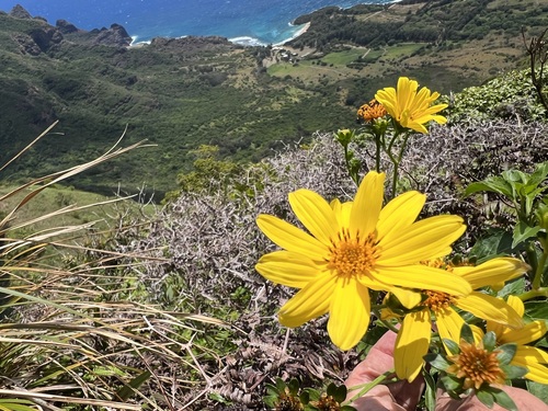 Bidens valida observed 2023-09-26