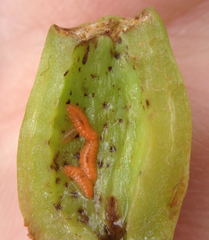 Contarinia virginianiae