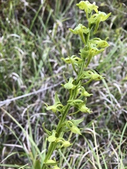 Platanthera mandarinorum pachyglossa