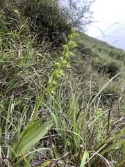 Platanthera mandarinorum pachyglossa