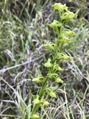 Platanthera mandarinorum pachyglossa