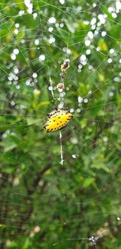 Spinybacked Orbweaver