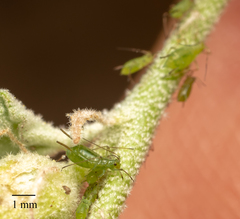 Uroleucon erigeronense
