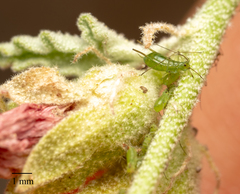 Uroleucon erigeronense