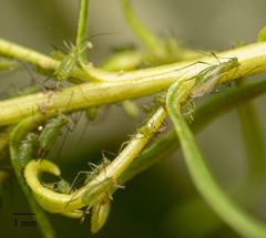 Uroleucon erigeronense