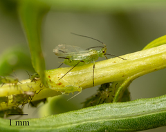 Uroleucon erigeronense