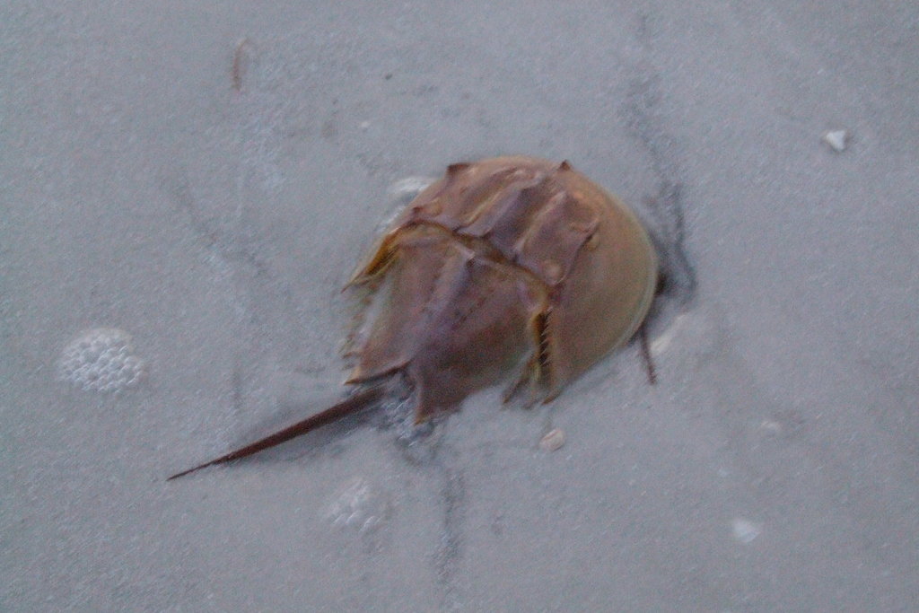 horseshoe crab taxonomy