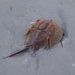 Atlantic Horseshoe Crabs - Photo (c) B, some rights reserved (CC BY-NC-SA)