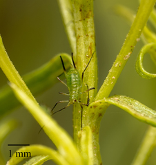 Uroleucon erigeronense