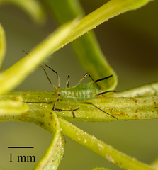 Uroleucon erigeronense