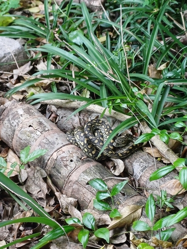 Coastal Carpet Python sighting