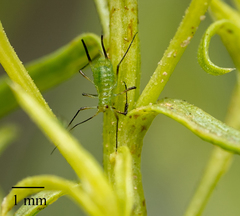 Uroleucon erigeronense
