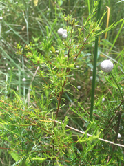Hypericum galioides