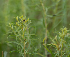 Uroleucon erigeronense