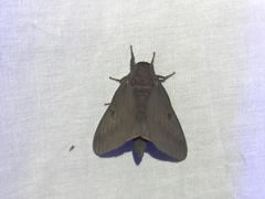 Citheronia sepulcralis