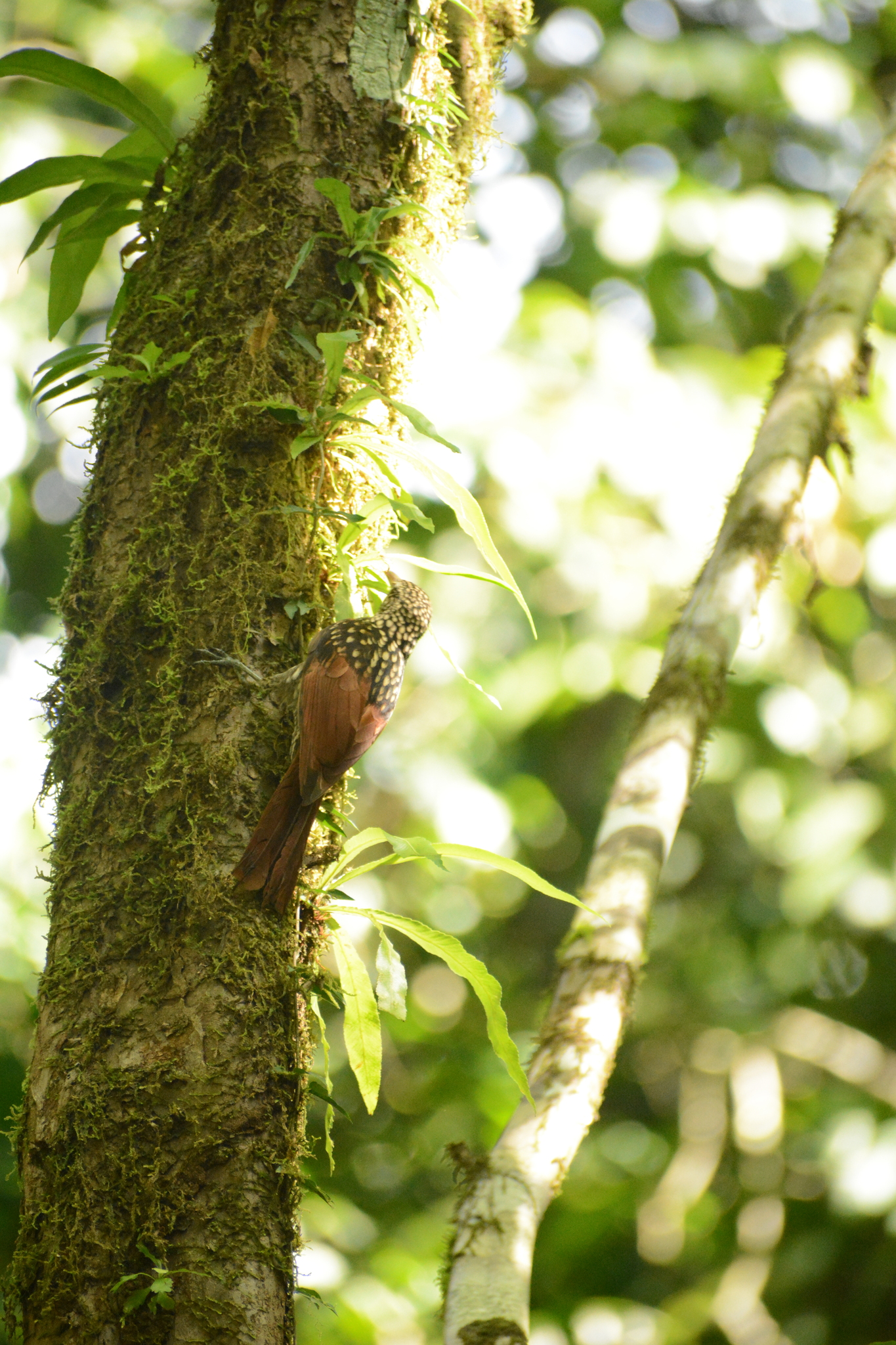 Black-striped Woodcreeper (Xiphorhynchus lachrymosus), photo 9