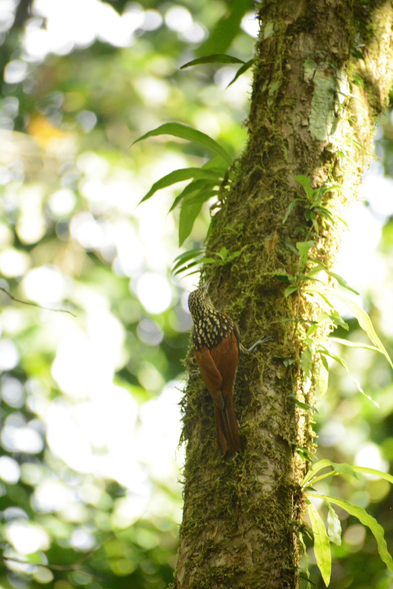 Black-striped Woodcreeper (Xiphorhynchus lachrymosus), photo 10