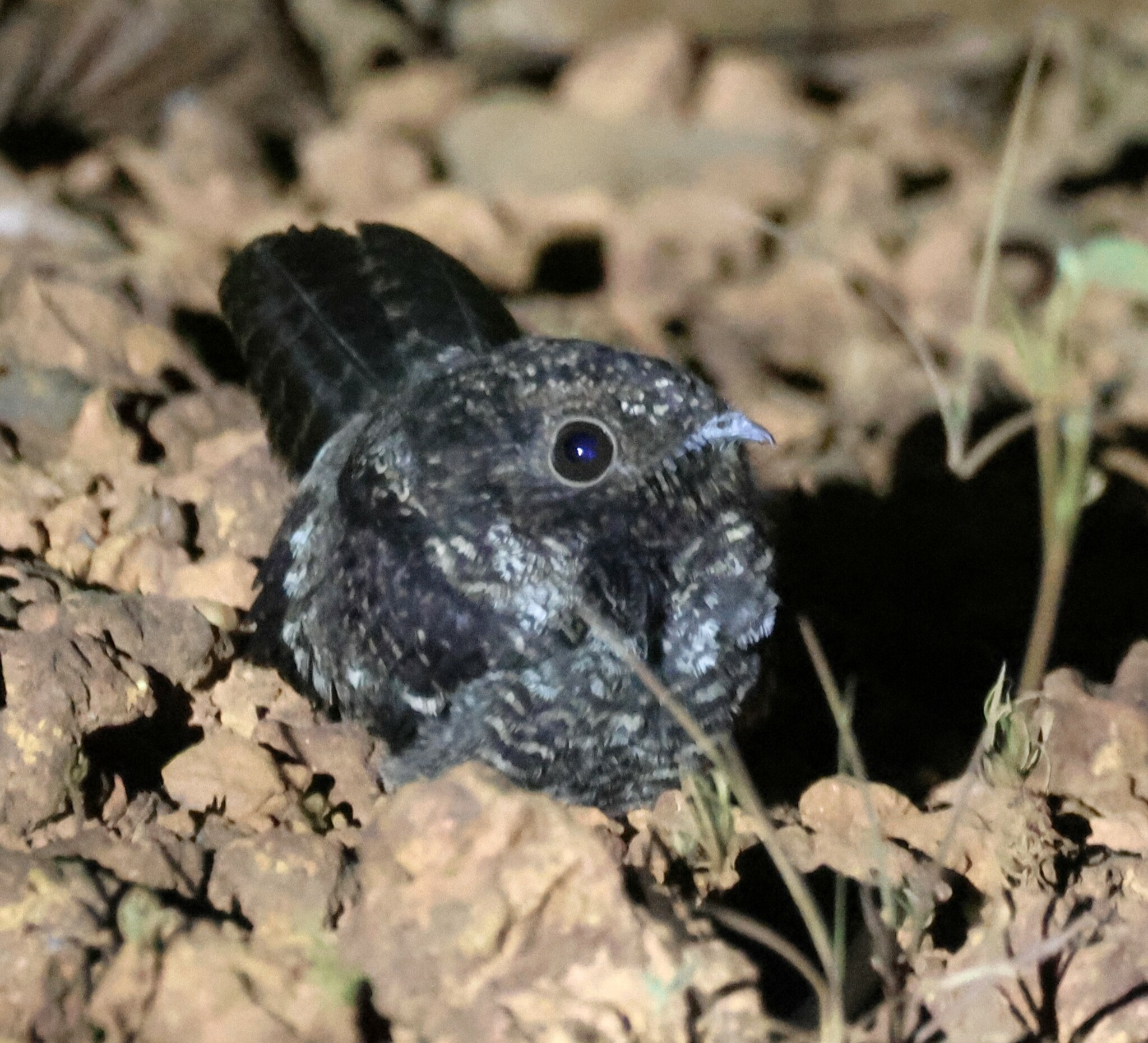 Blackish Nightjar (Nyctipolus nigrescens), photo 8
