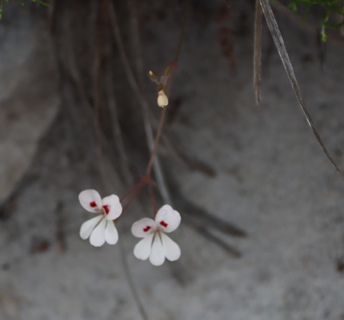 Image of Pelargonium pinnatum by (c) Tony Rebelo, some rights reserved (CC BY-SA)