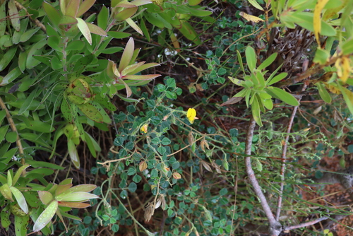 Image of Bolusafra bituminosa by (c) Tony Rebelo, some rights reserved (CC BY-SA)