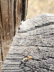 Liometopum occidentale