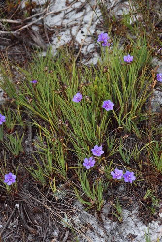 Aristea glauca (Aristea glauca)