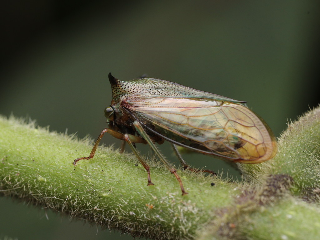 Cornutalis