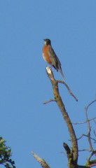 Turdus migratorius