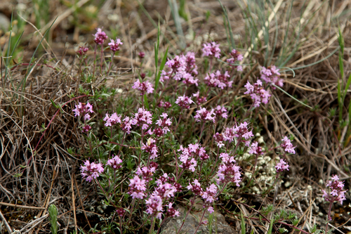 Thymus striatus