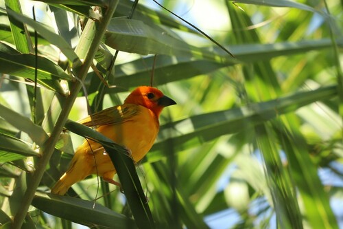 Golden Palm Weaver (Ploceus bojeri), photo 9