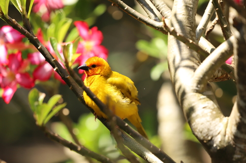 Golden Palm Weaver (Ploceus bojeri), photo 8