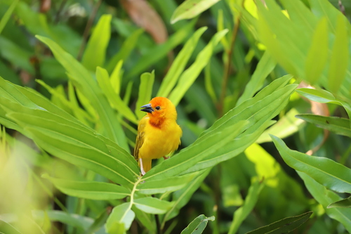 Golden Palm Weaver (Ploceus bojeri), photo 5