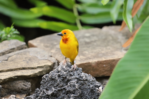 Golden Palm Weaver (Ploceus bojeri), photo 6