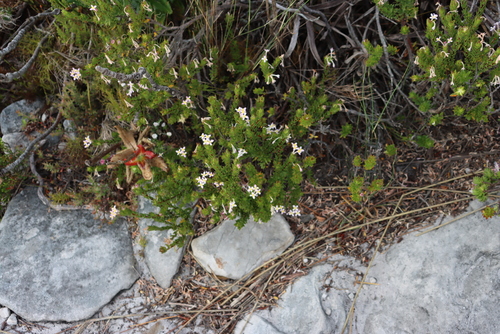 Image of Gnidia tomentosa by (c) Tony Rebelo, some rights reserved (CC BY-SA)