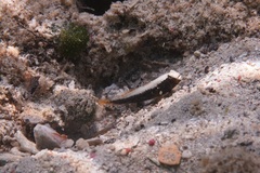Skunk Shrimp-Goby photo 2