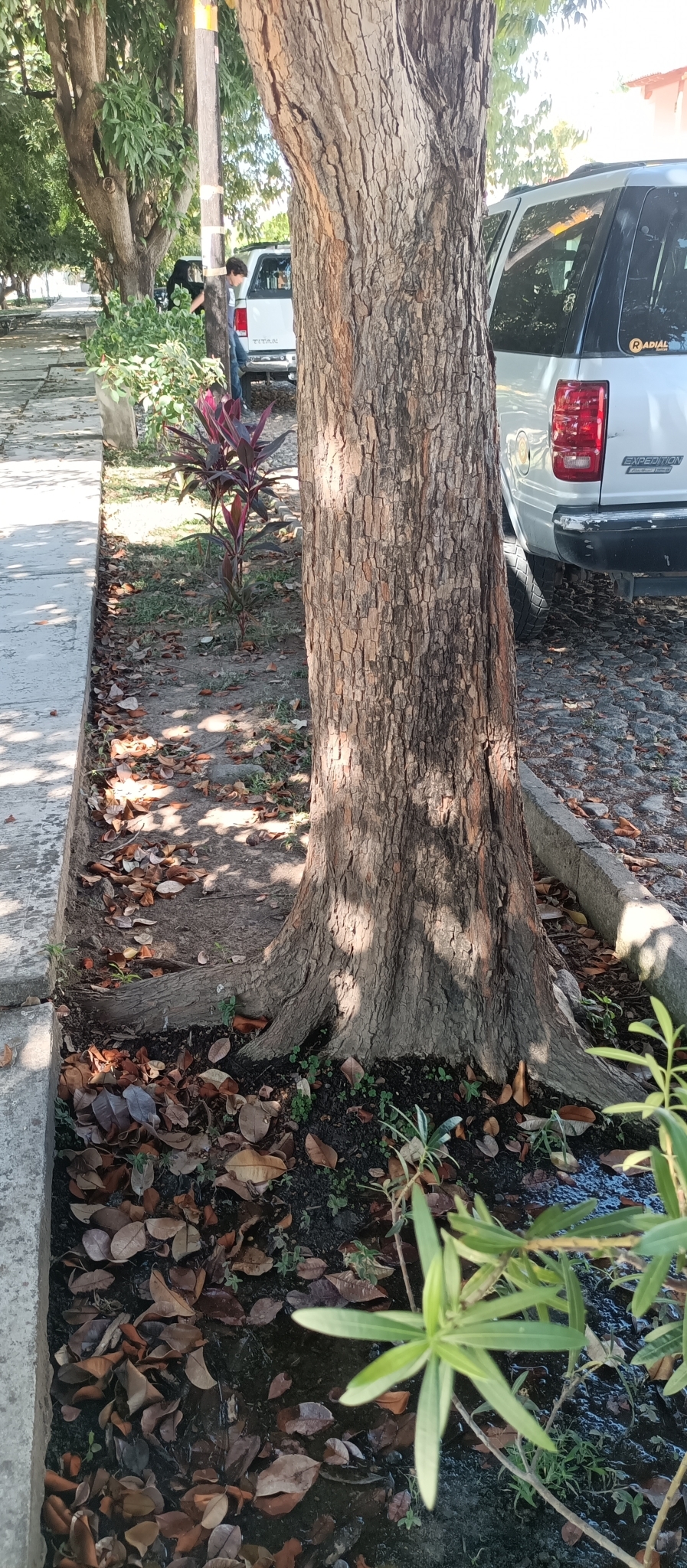 Imagem de Abiu-do-Pará