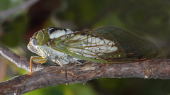 Megatibicen dealbatus
