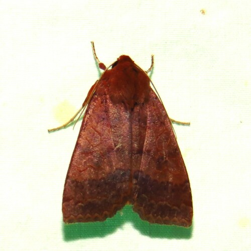 Roadside Sallow photo 5