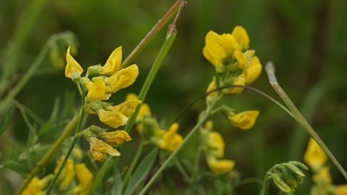 Lathyrus pratensis iNat (3)