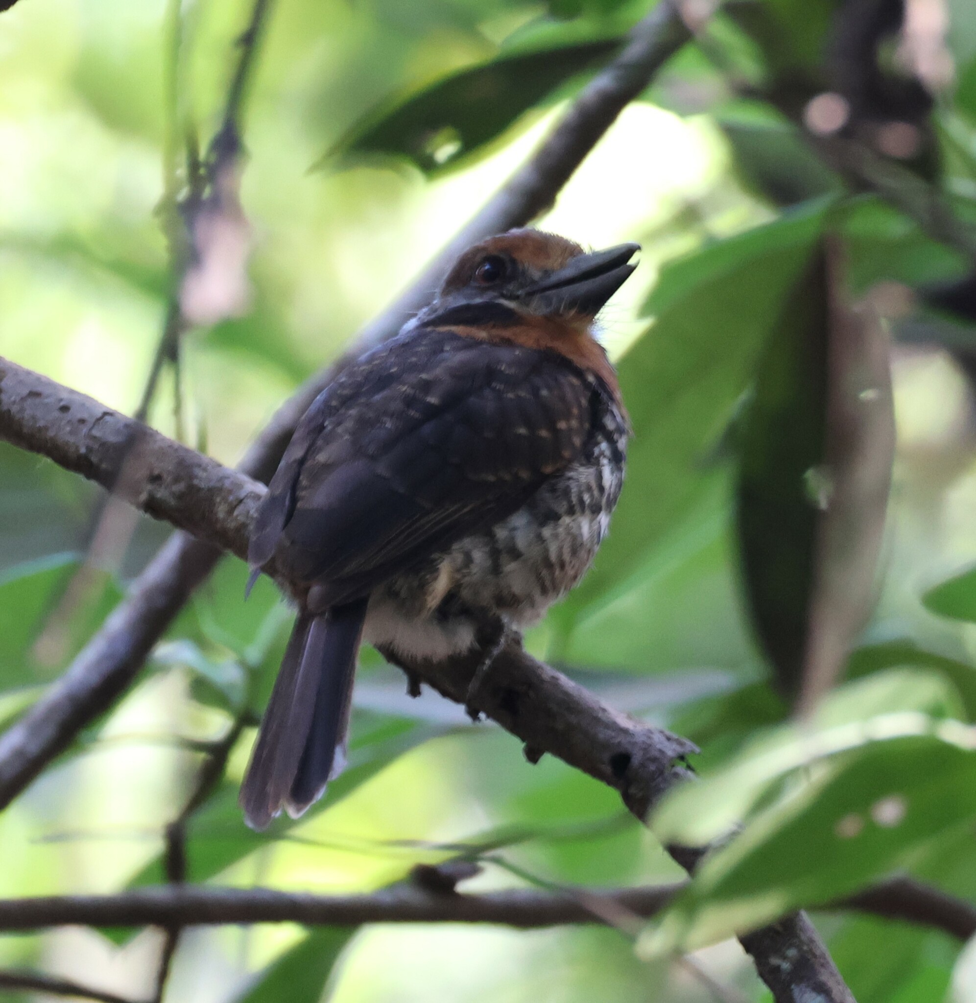 Spotted Puffbird (Bucco tamatia), photo 1